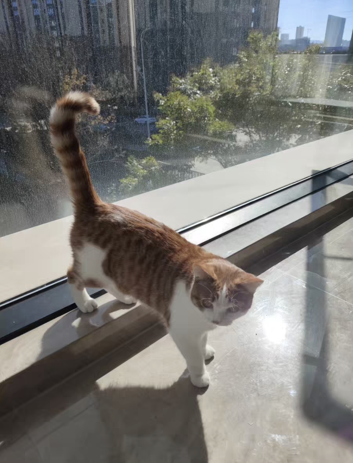 英短橘白,黄瞳,大包子脸,花纹清晰明显,色彩鲜艳,四个月疫苗全部打完